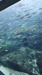 florida aquarium