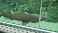 florida aquarium