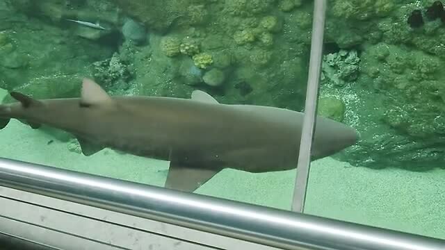 florida aquarium