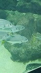 florida aquarium