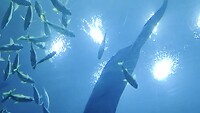 Georgia Aquarium