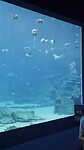 Georgia Aquarium