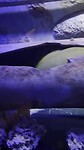 Georgia Aquarium