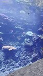 Georgia Aquarium