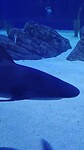 Georgia Aquarium