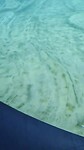 Georgia Aquarium