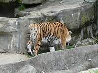 P1010064