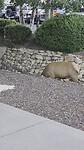 elk