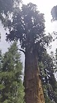 General Sherman Tree