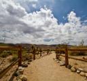 Cholla Cactus Garden