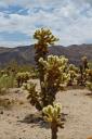 Cholla Cactus Garden