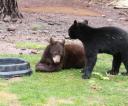 Kleine Beren Bearizona