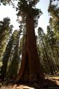 The General Sherman