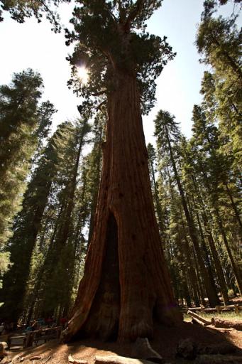 The General Sherman