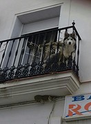 Deze poolhond komt alleen maar buiten als het echt koud is