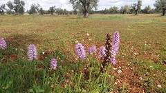 orchideeën  2