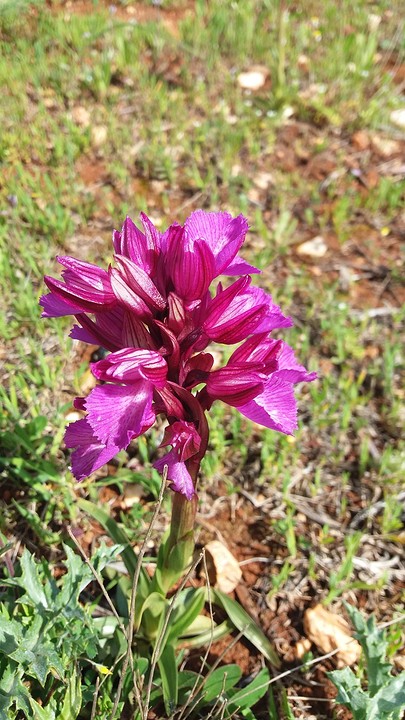 orchidee