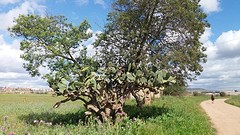vreemde boom