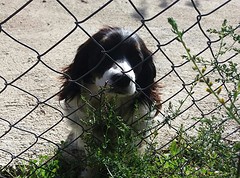 Lief hondje
