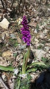 Orchidee
