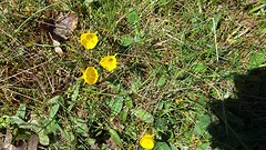 Trompetnarcisjes