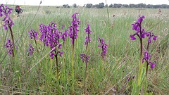 Maarten tussen de orchideeën
