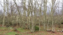 Bemoste bomen
