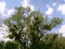 Sappige bomen