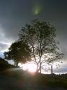 Bomen