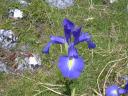 Bergbloem