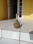 SAM_9312