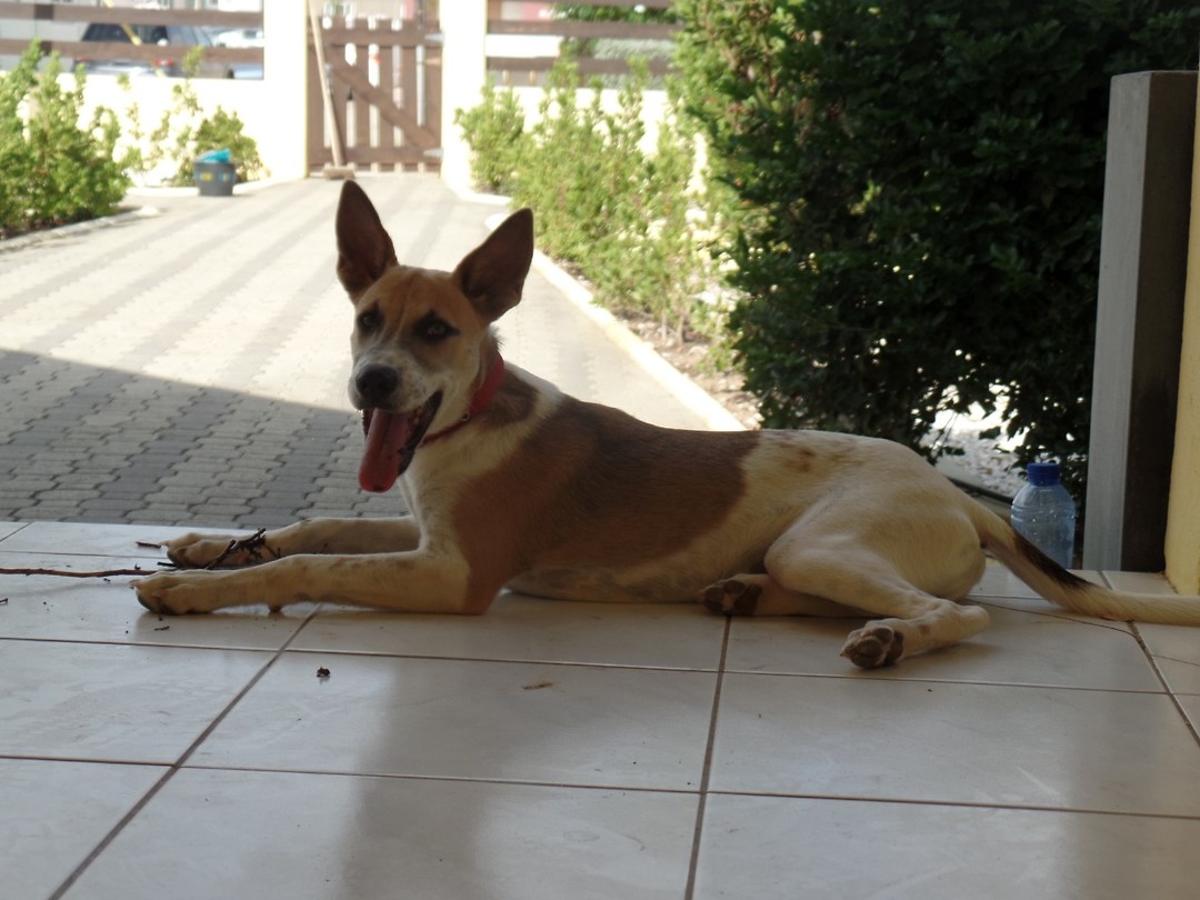 SAM_0265