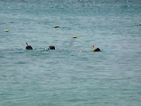 SAM_0268