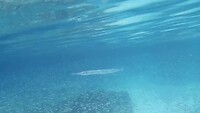 Visje, visje in het water, visje, visje in de zeeee