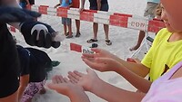 Schildpadei voelen...