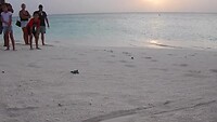 Schildpadden onderweg naar de zee...