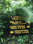 Del Bajo trail - nevelwoud