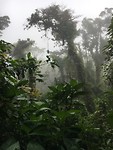 Cloudforest - Nevelwouden