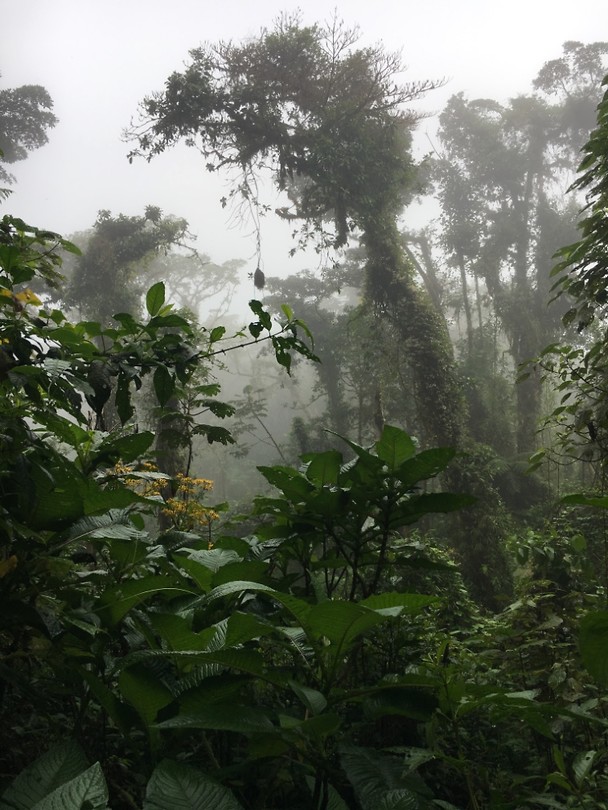 Cloudforest - Nevelwouden