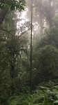 Cloud Forest - Nevelwoud