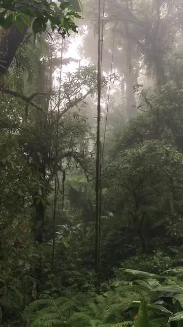 Cloud Forest - Nevelwoud