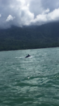 Baby walvis