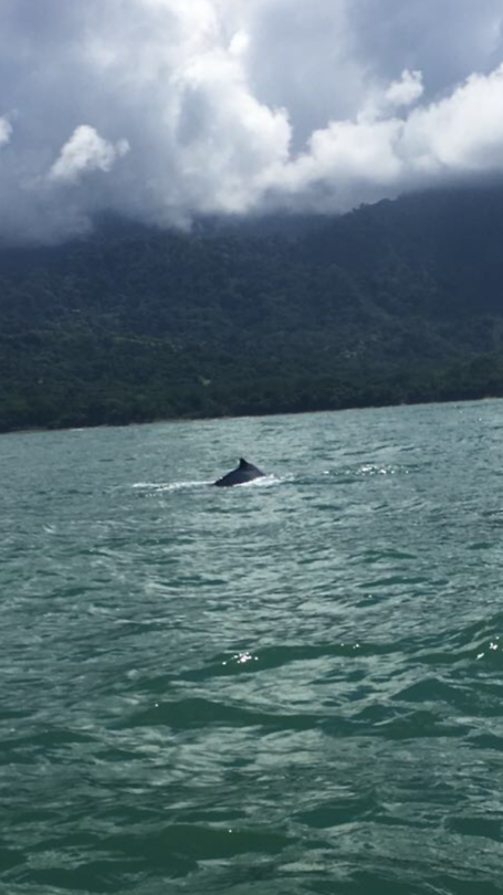 Baby walvis