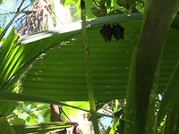 Vleermuisjes gespot in Corcovado park