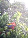 Ara macao’s - Corcovado park