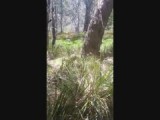 Wallaby