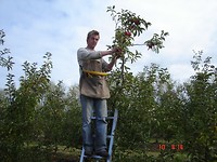 Kalangadoo picking apples