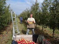 Picking apples