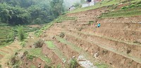 Rice paddy
