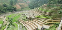 Rice paddy